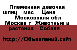 Племенная девочка шпиц 2 мес  › Цена ­ 25 000 - Московская обл., Москва г. Животные и растения » Собаки   